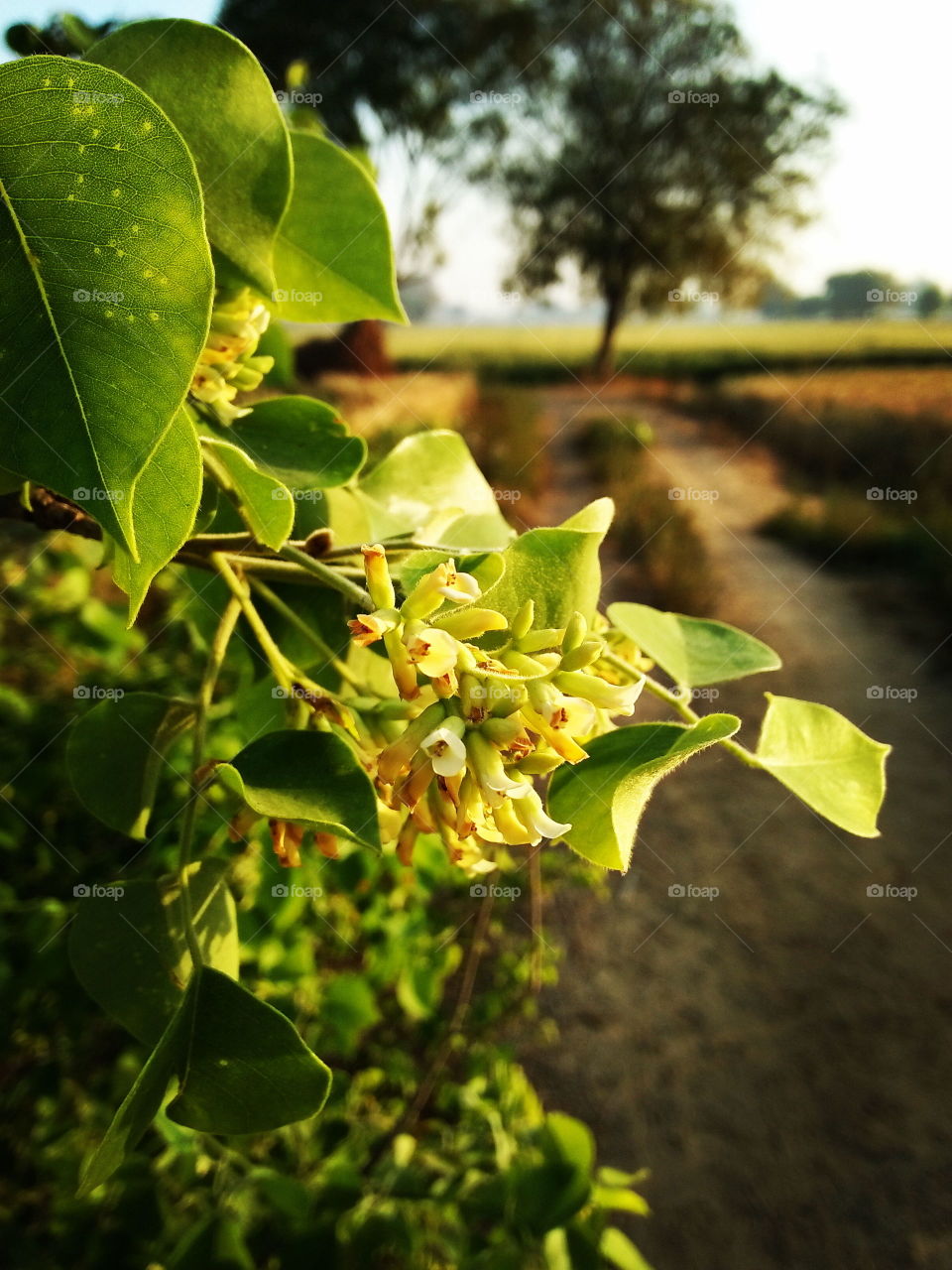 tree flowers