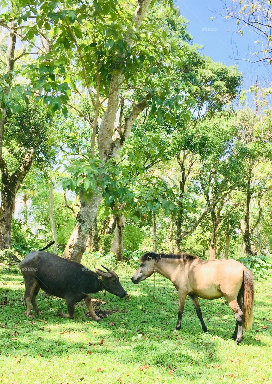 Carabao and horse 