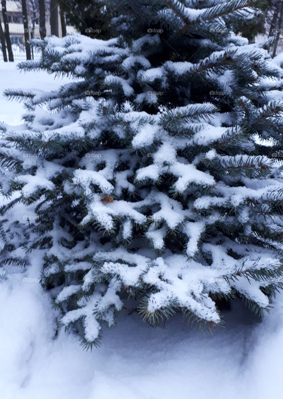 Little christmas tree in the snow