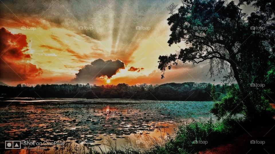 edit, sun, evening, tree, lake
