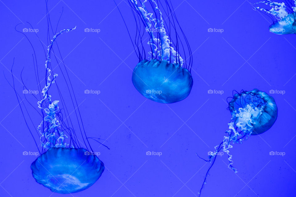 Lovely jellyfish and hypnotizing