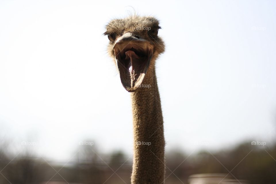 Funny ostrich. This ostrich was very upset that his food was finished and showed is disgust clearly