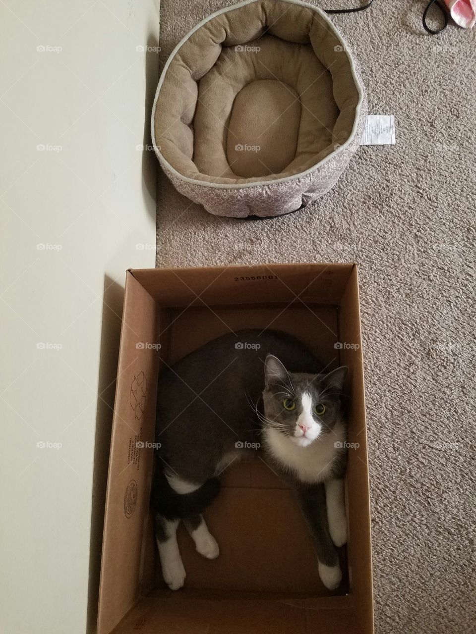 the cat in the box
