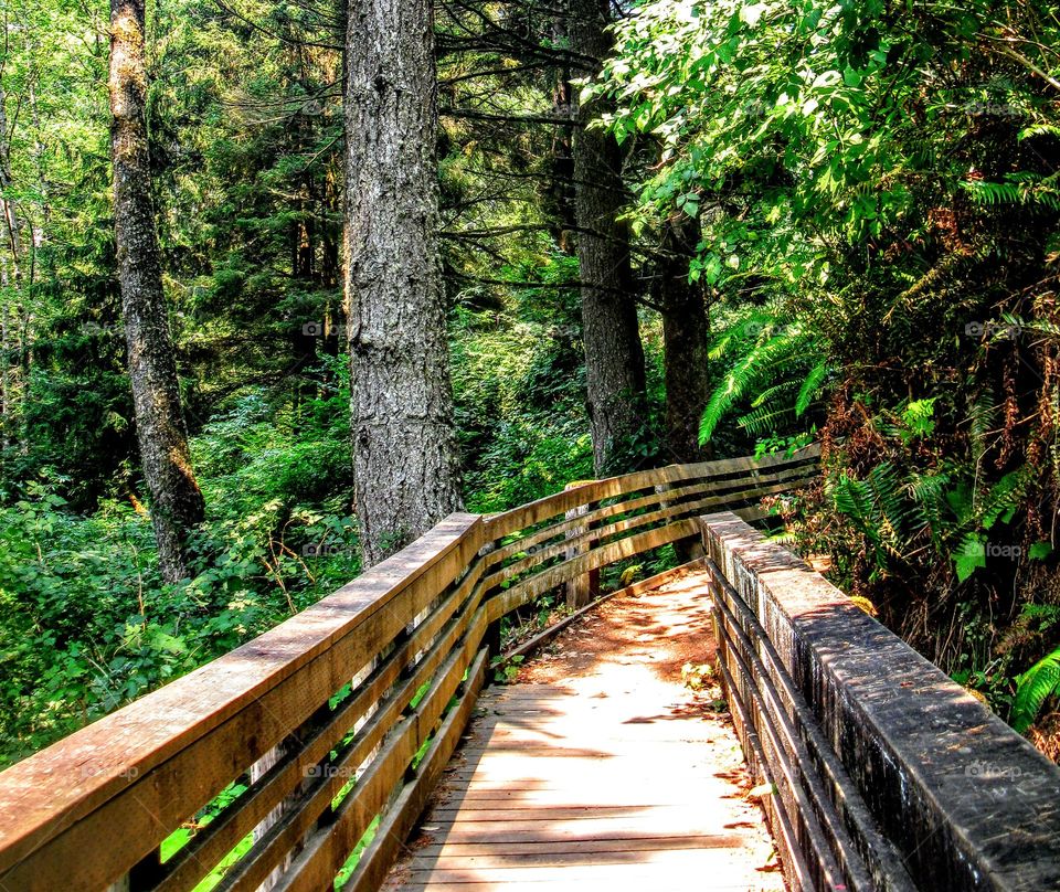 Forest Wood Bridge "Just Around the Corner"