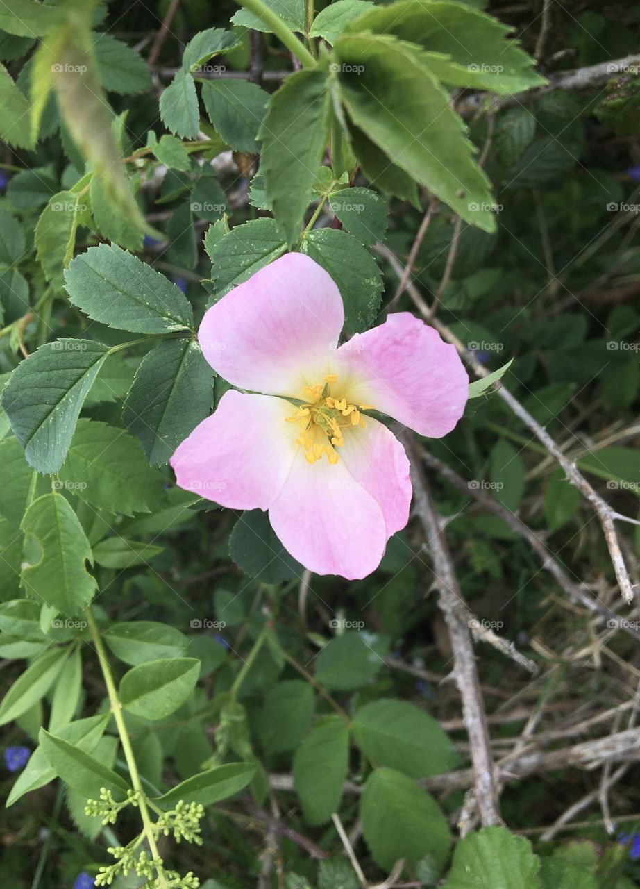 Églantine or dog rose
