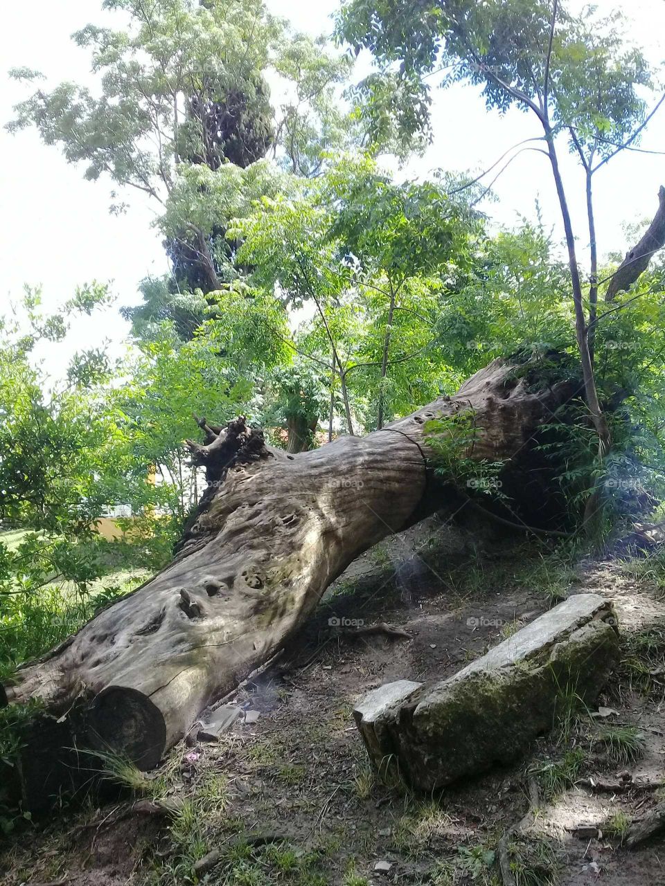 árbol de parque derribado por tormenta