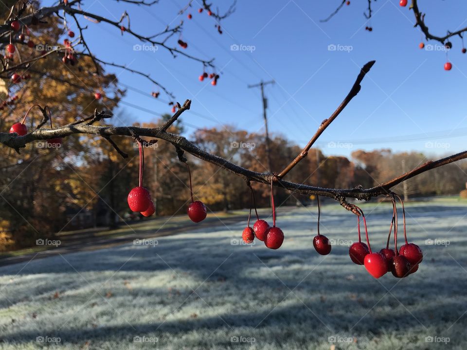 Crystal clean air, deep blue skies, shimmery frost and brilliant red berries on a gorgeous fall day. 