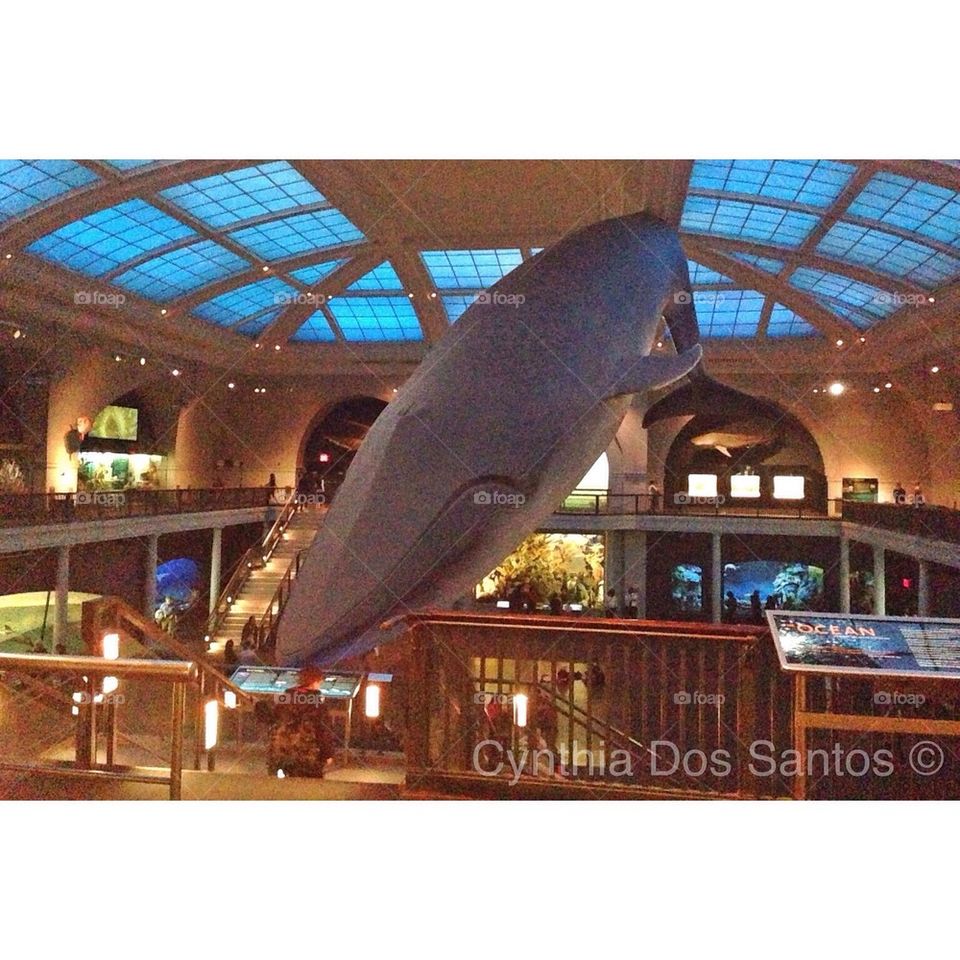 Big Blue Whale 
