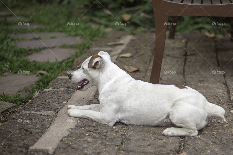 Portrait of white dog On the floor brown brick