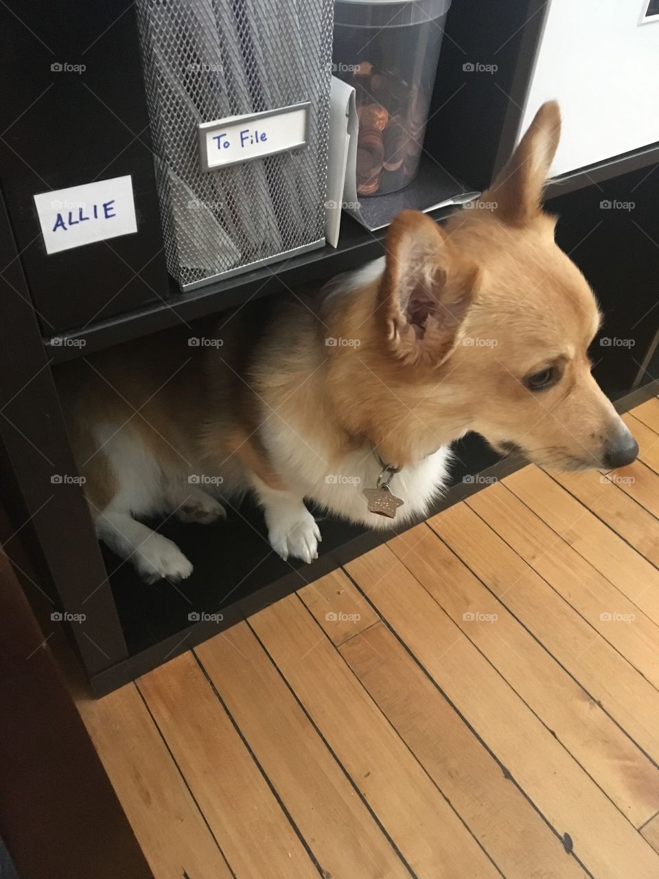 Cute corgi scared of storm dog puppy
