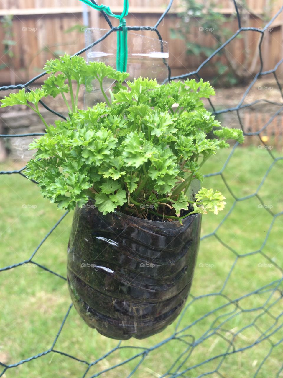 Hanging plant pot