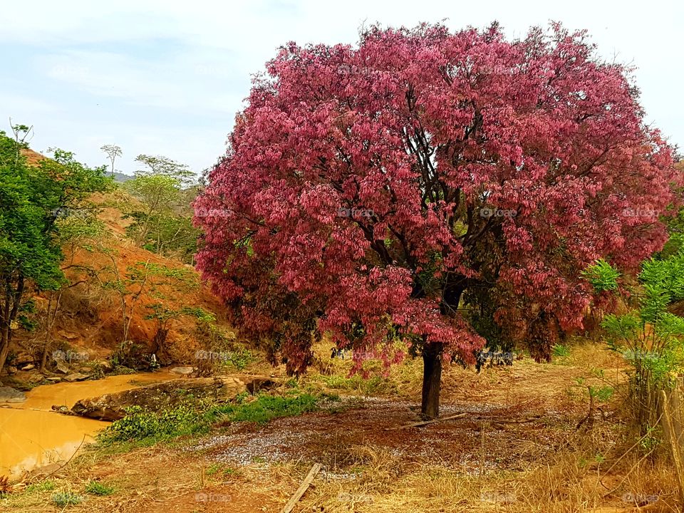 The pink tree