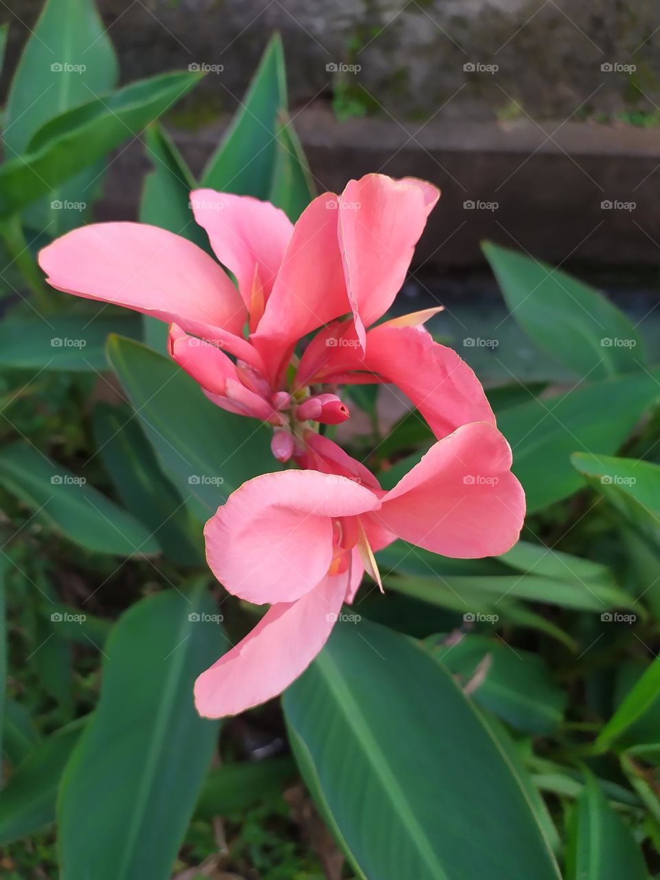 Red Canna lily flowers are blooming on the streets of Jakarta.  Photo taken on Friday 10 December 2021 in Jakarta, Indonesia.