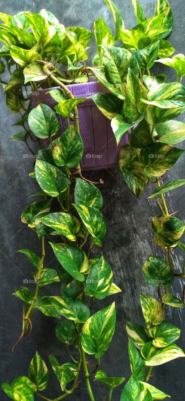 Betel ivory is a semi-epiphytic vine that people usually plant to decorate their yard or room.