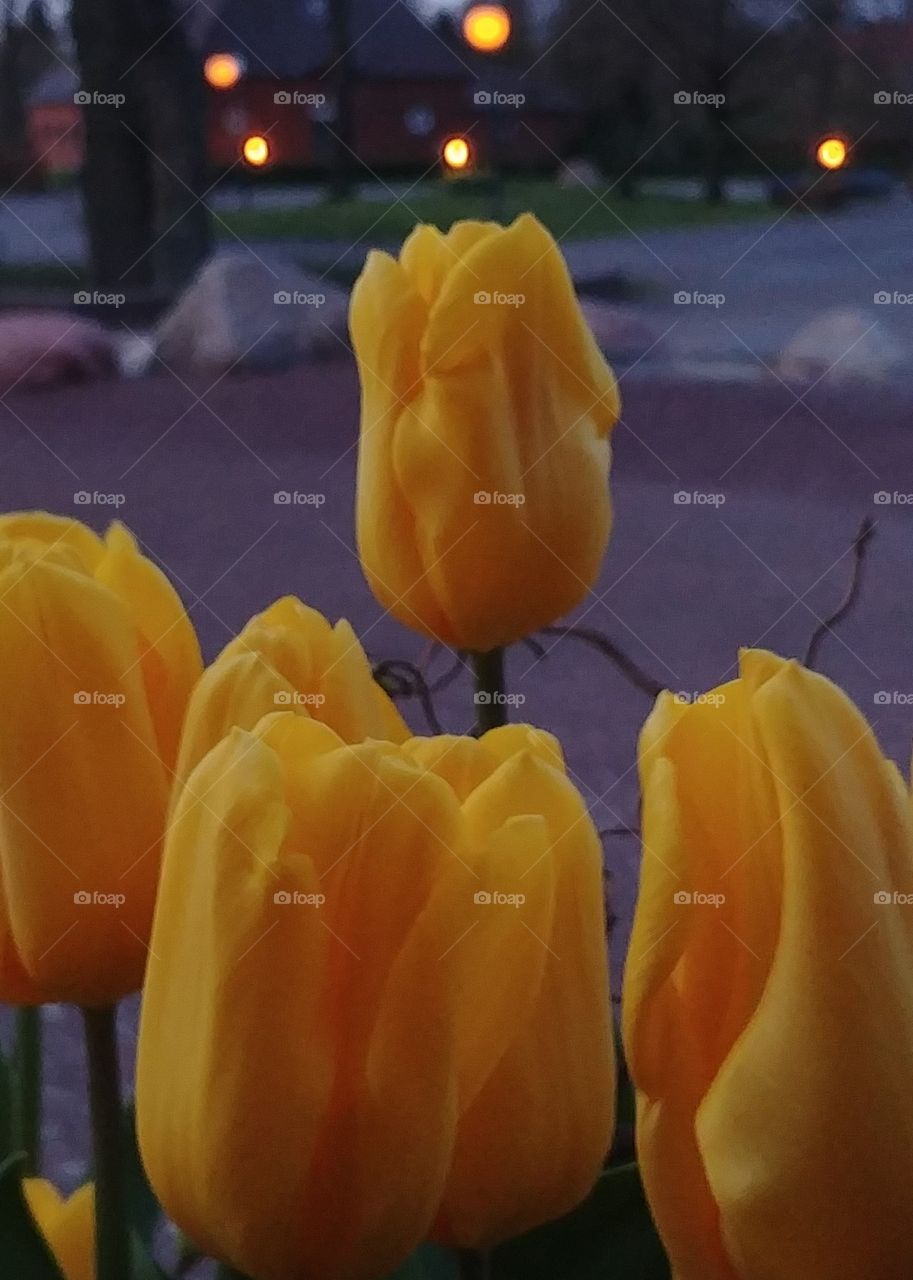 Tulpen gelb dunkel Abend Frühling Platz
