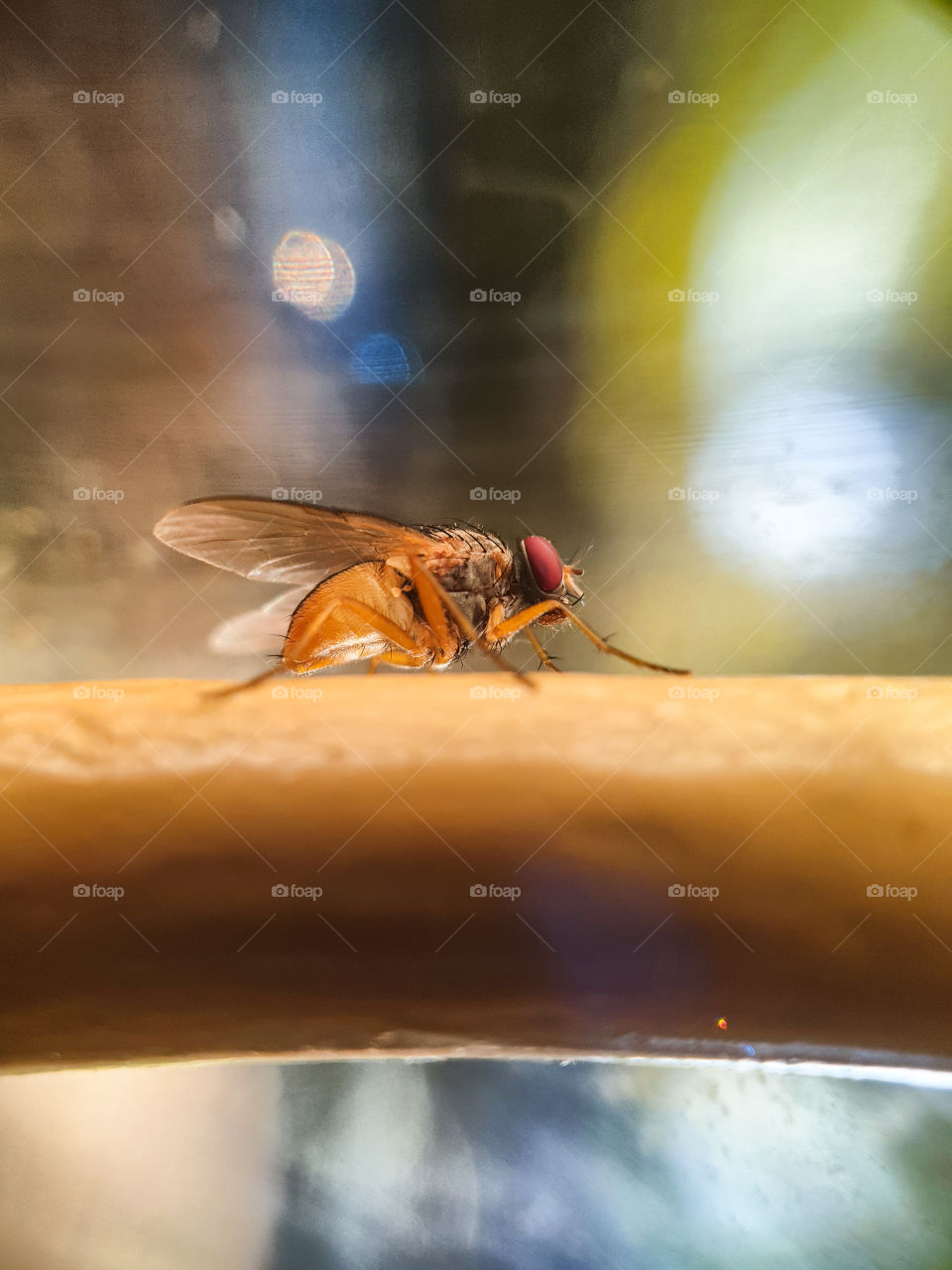 closeup of a fly with red eye
