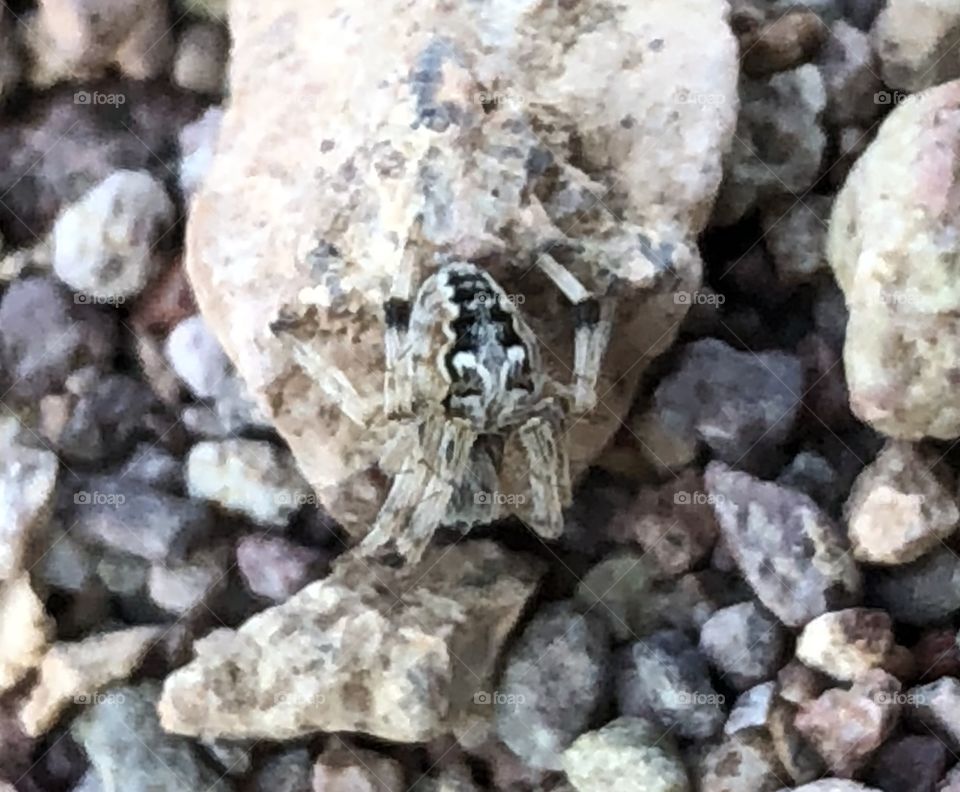 Tiny orbweaver in Winterhaven, California 