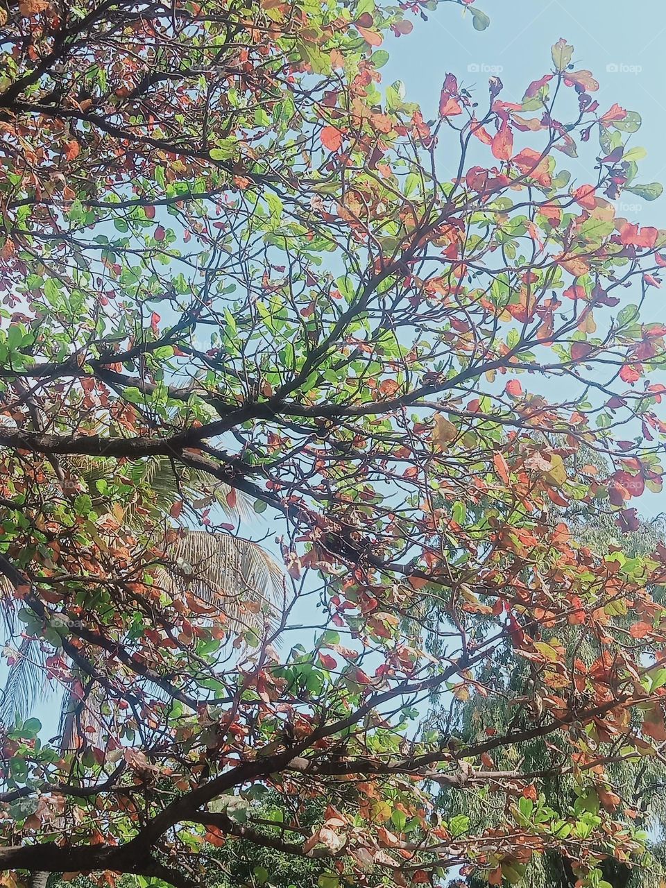 Ravarma VanguvO / Terminalia Catappa Tree / Indian Almonds / Beautiful Red Leafs / Green & Red