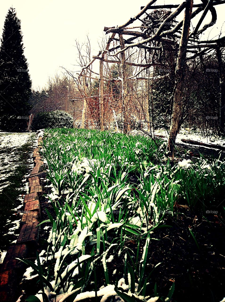 Snowy Springtime Garden