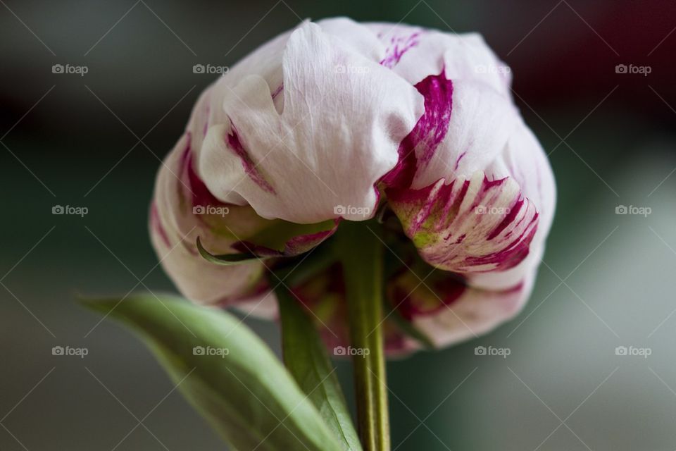 Close-up of a rose