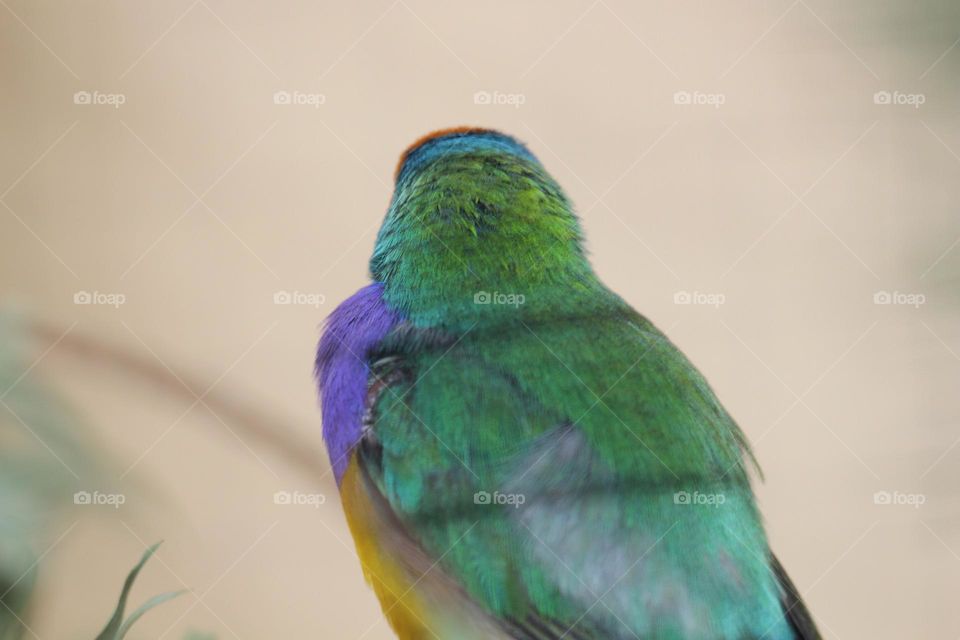 A gouldian finch giving the cold shoulder, looking THE WRONG WAY, but it’s a nice shot.