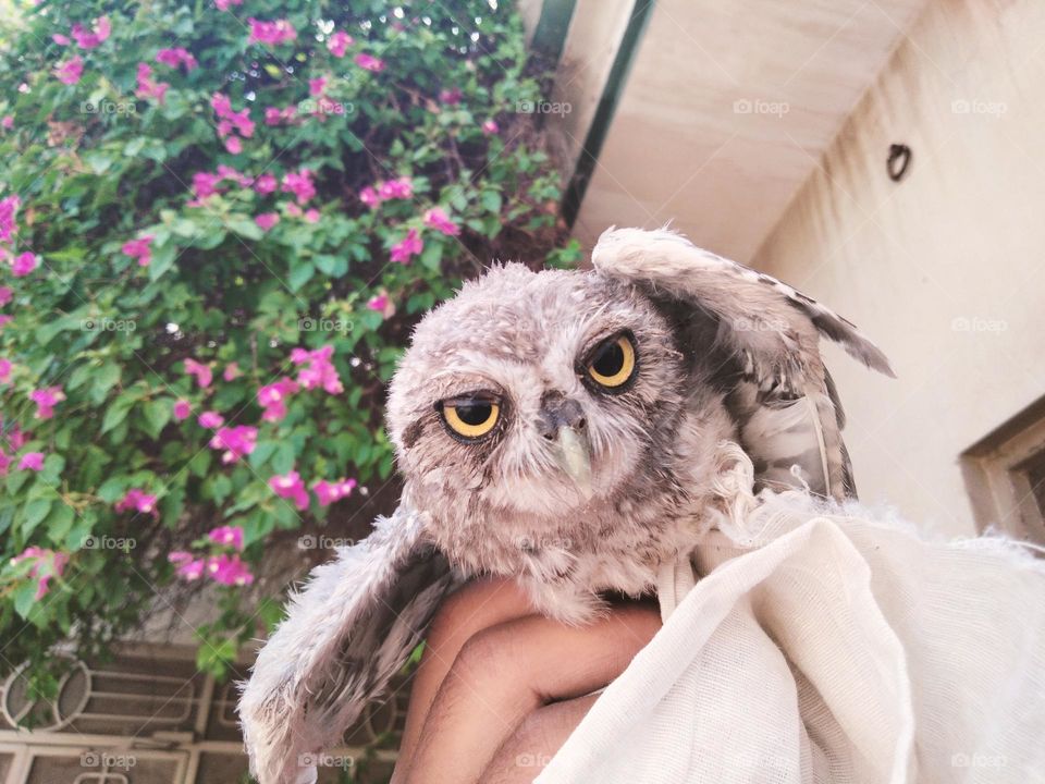 Holding Owl in hand