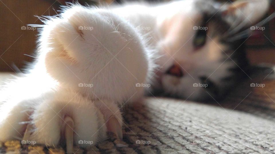 Cat Claw Focus