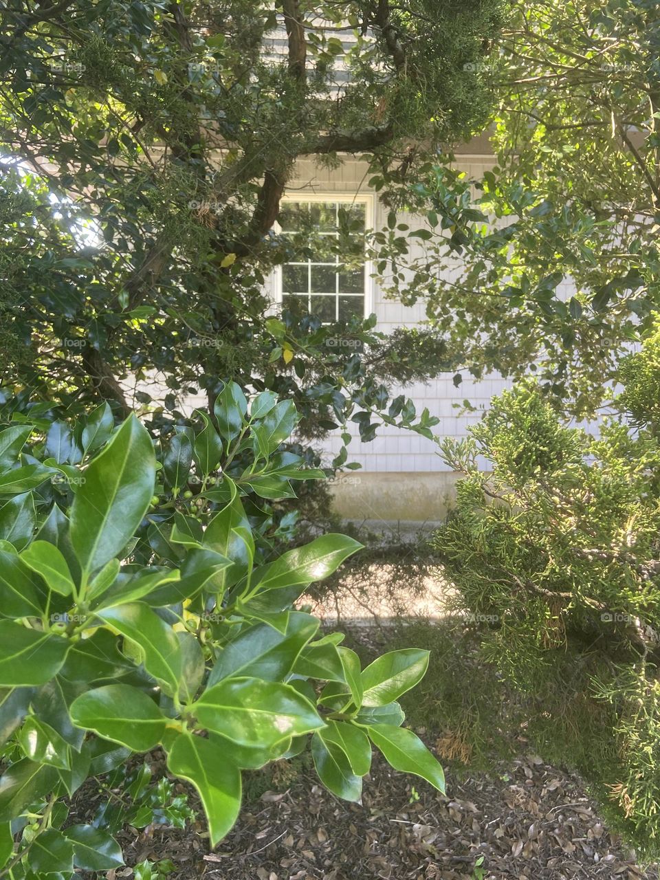 This picture looks like a summer cottage surrounded by greenery, but it is actually some kind of maintenance building. I just really like the way the green plants and trees frame the window.
