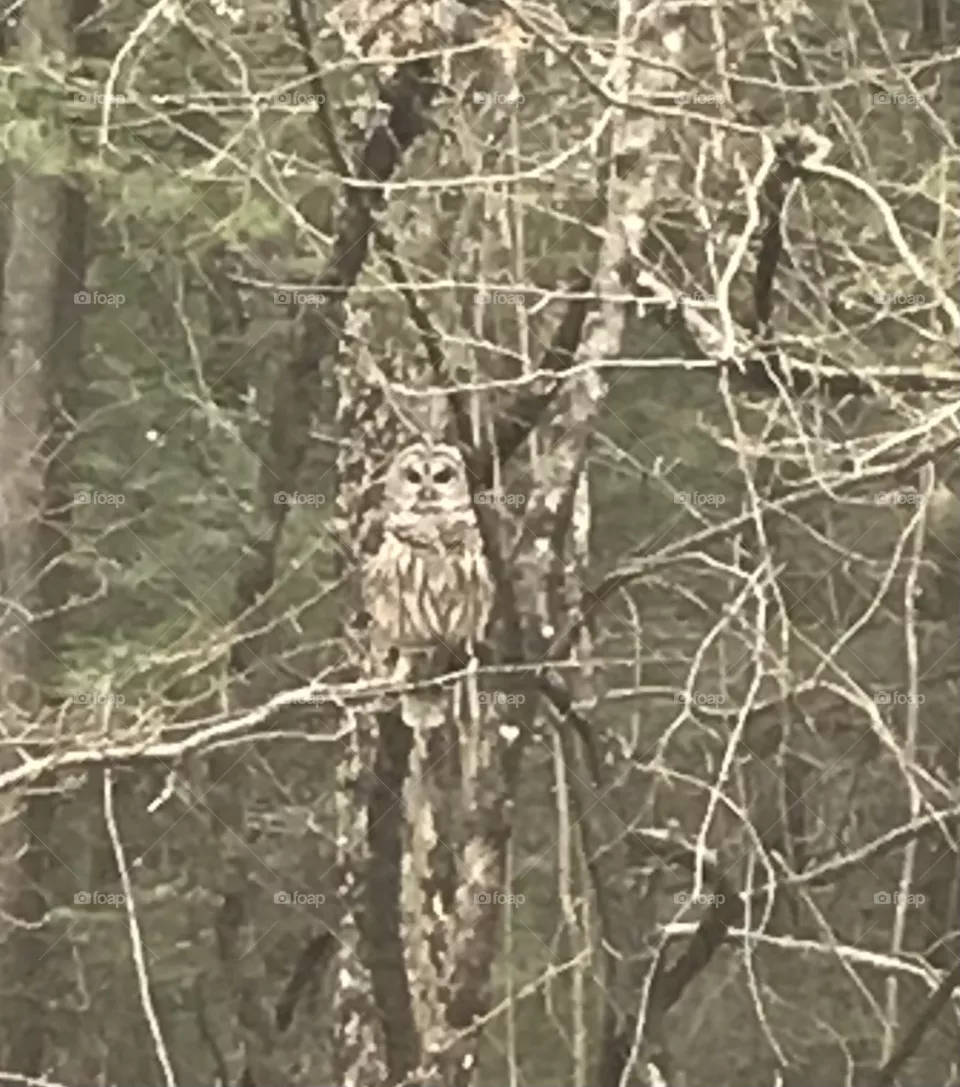 Owl
