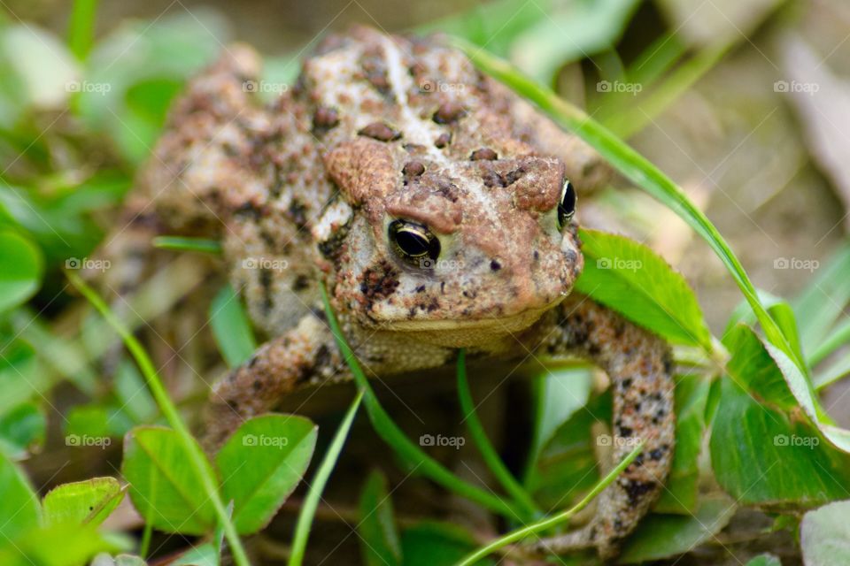Close-up of a frog
