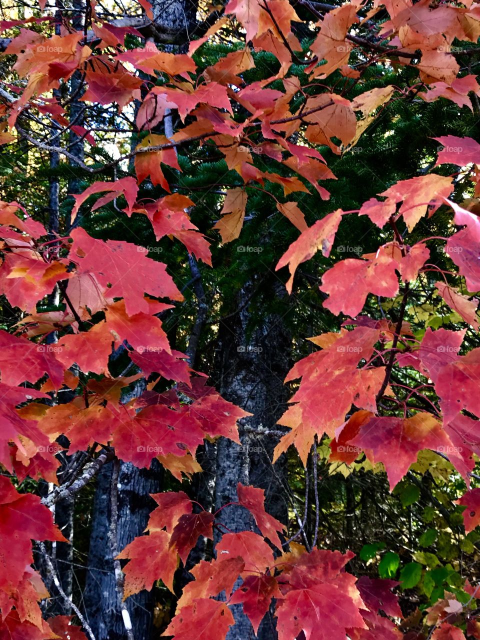 Bright orange leaves