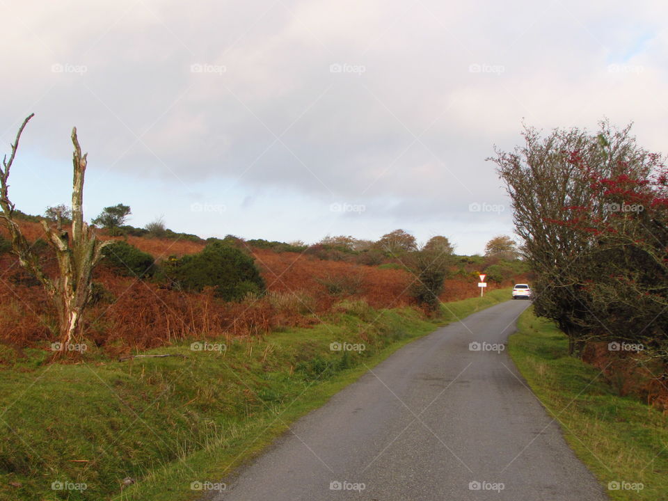 A colourful autumn scene lines this road