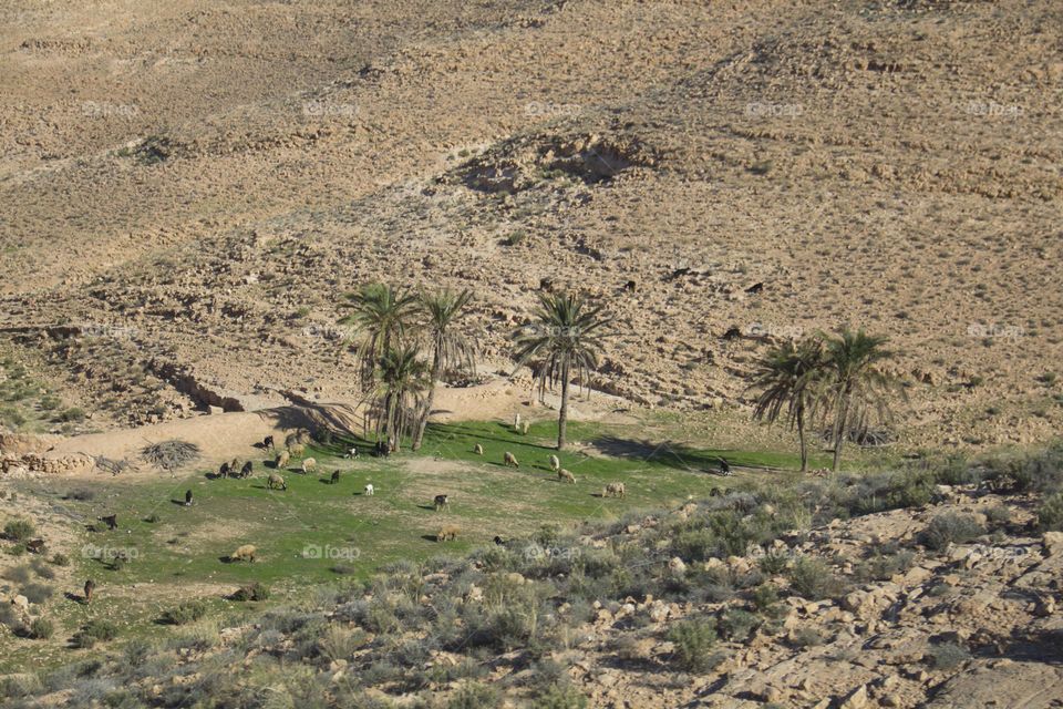 Countryside in the Sahara Desert.