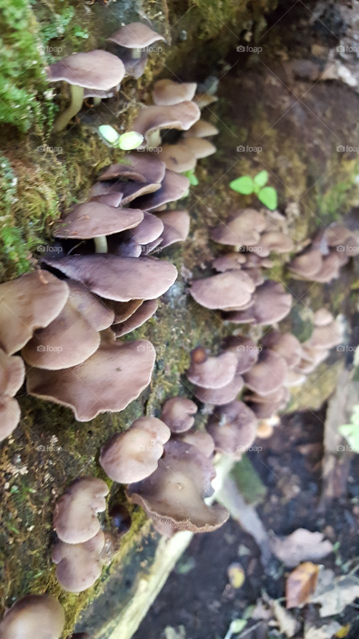 Fungus, Mushroom, Nature, Moss, No Person