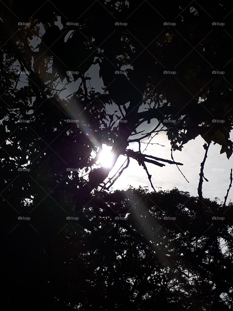 No Person, Silhouette, Tree, Sun, Nature