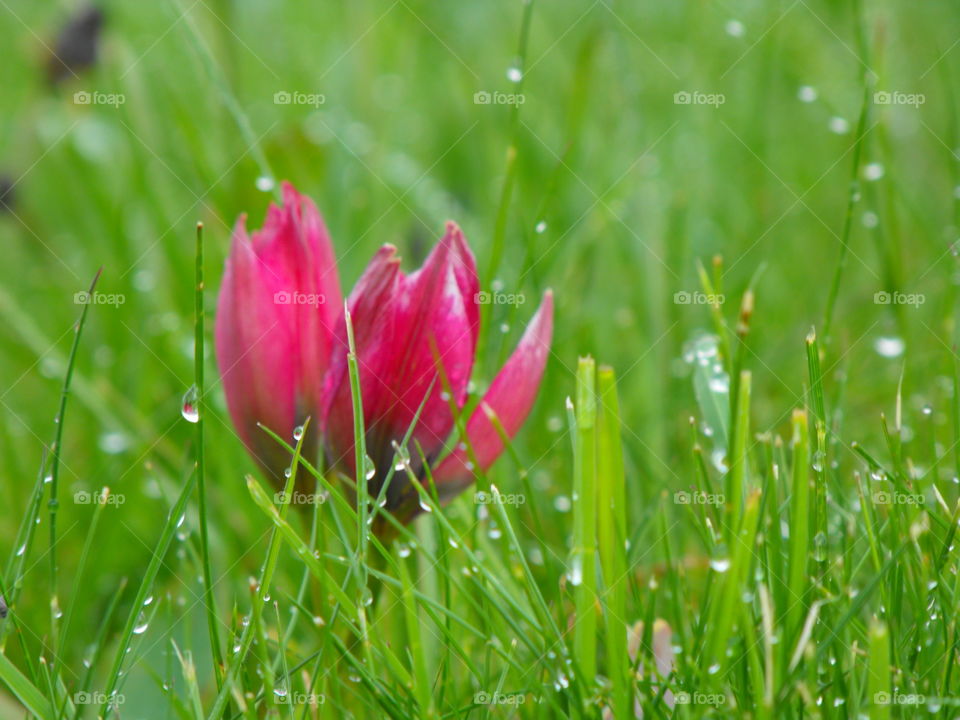 A pink flower and some dew