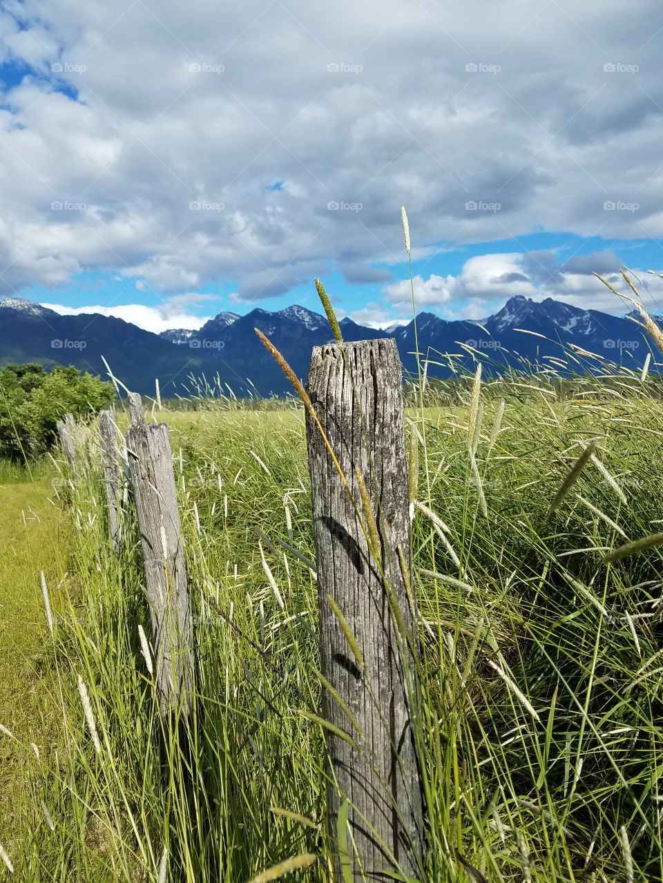 Tall grass in the valley