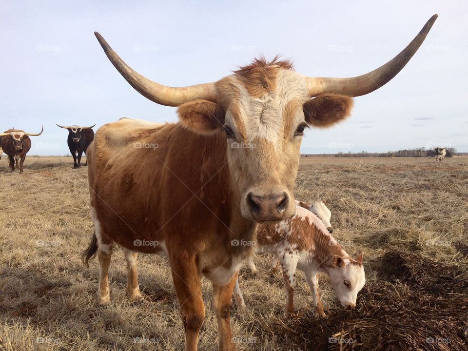 Texas Longhorn. 