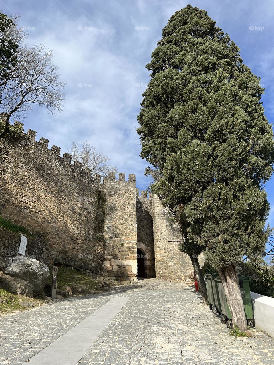 Tree outside Leiria castle 