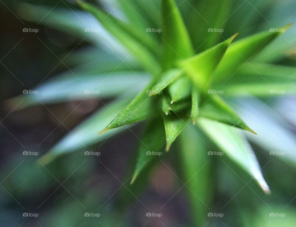 Star Shaped Branch 