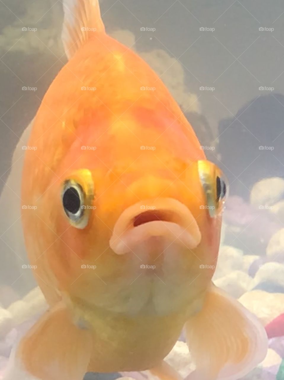 A goldfish pet