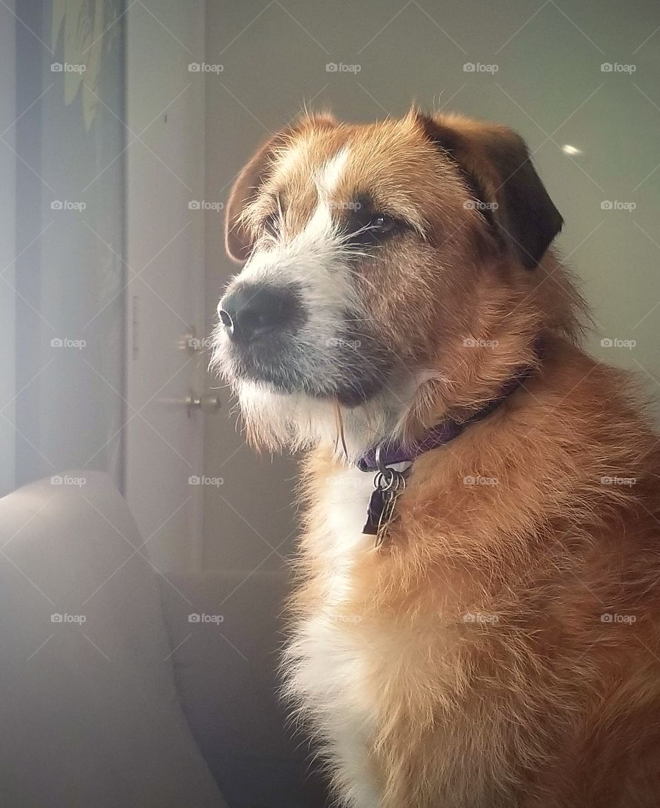 Sophie is such a gentle giant. She is very sweet and gentle. She does not know how big she is and is petrified if she thinks her picture is being taken.