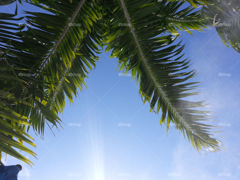 palms. south beach