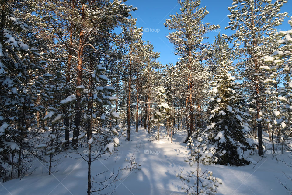 Beautiful snowy forest on clear winter day