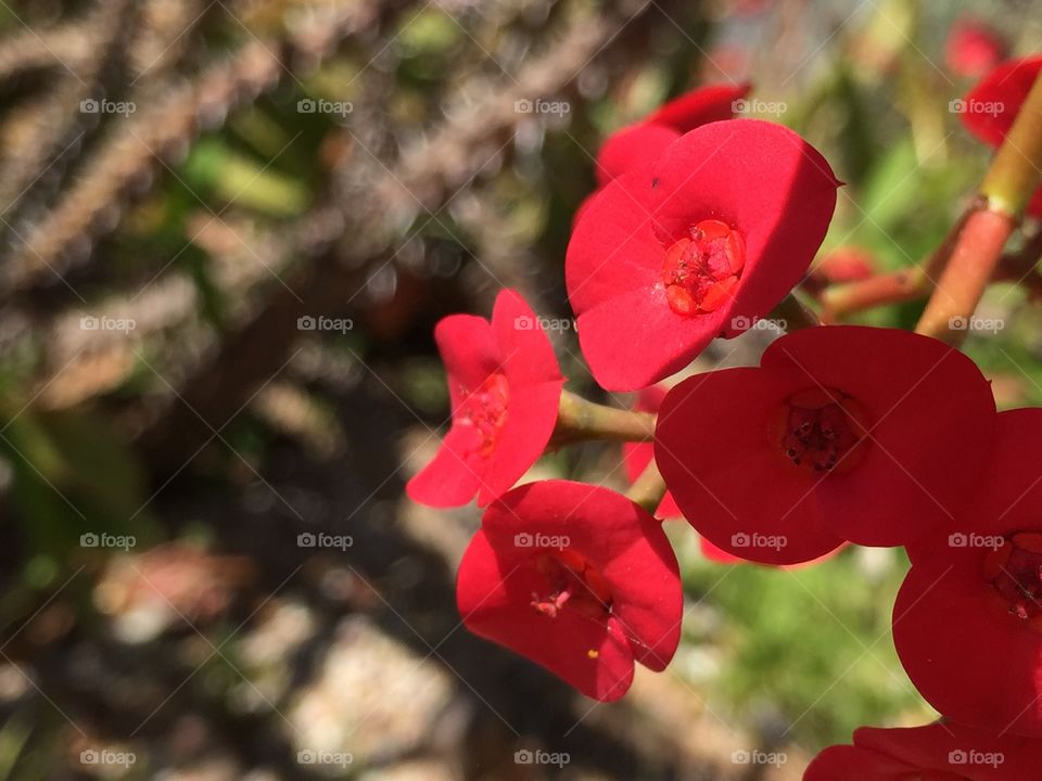 Red. Flowers