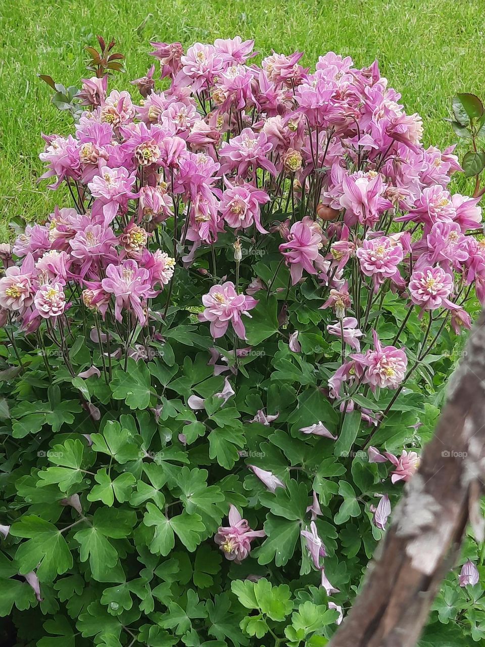 columbine flowers in May