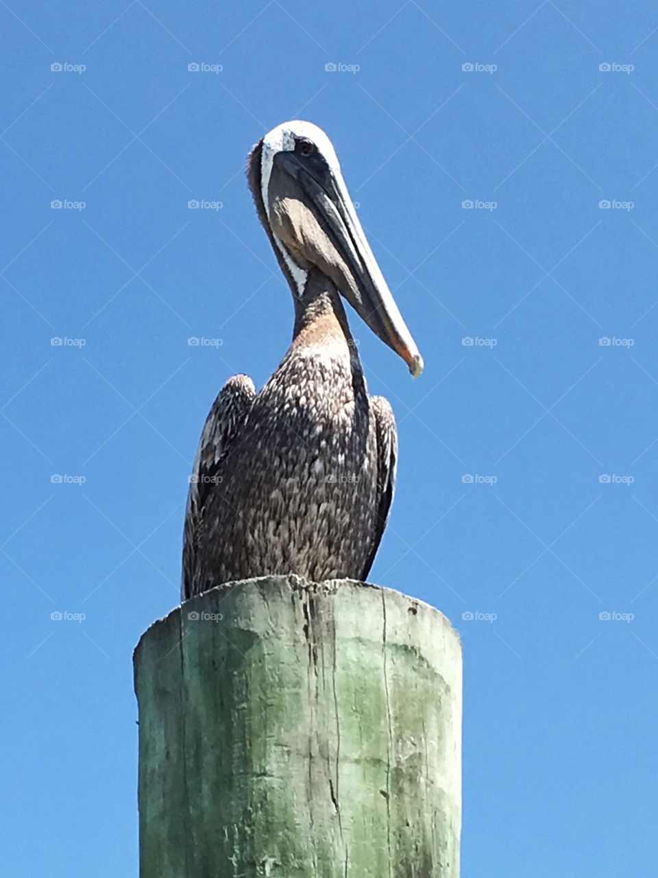 Pelican at the gulf coast. 