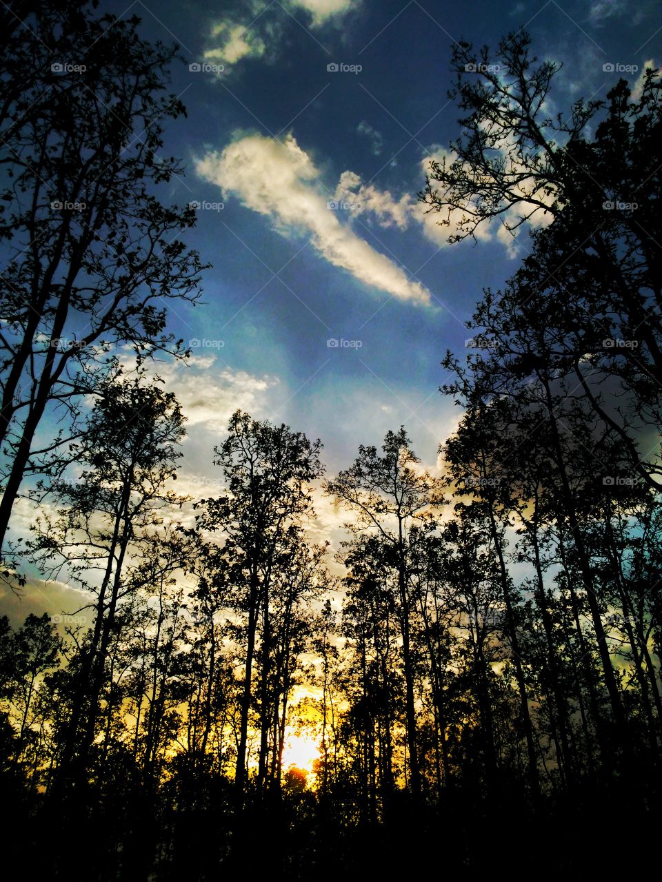 forest 
sunset