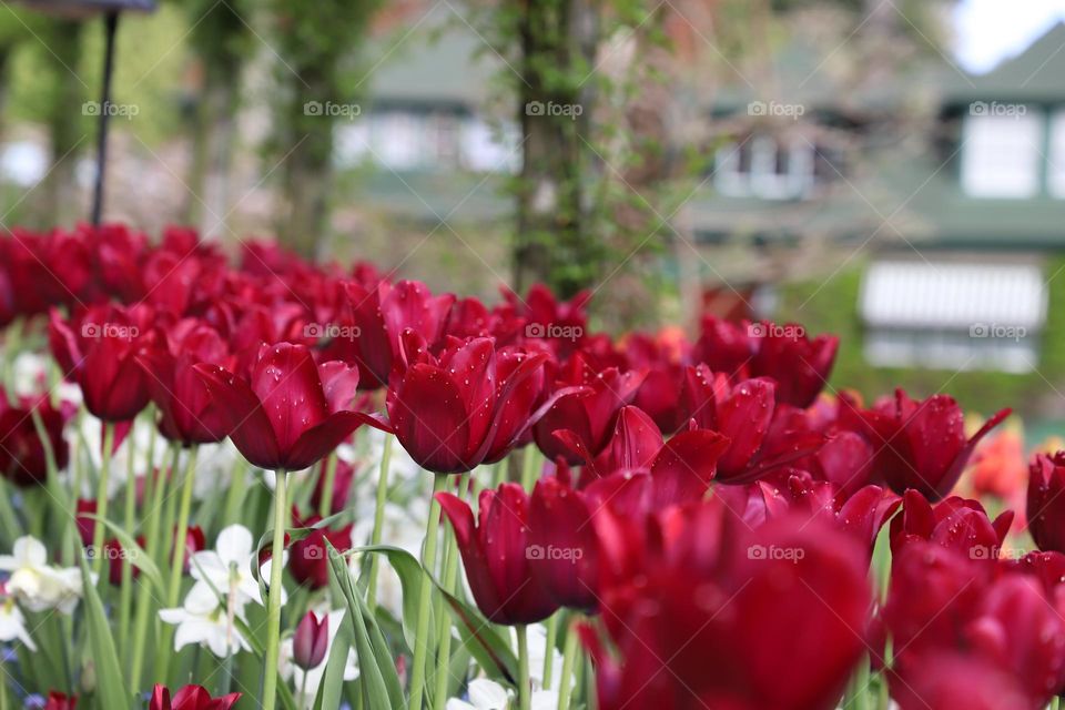 Tulips in the garden 