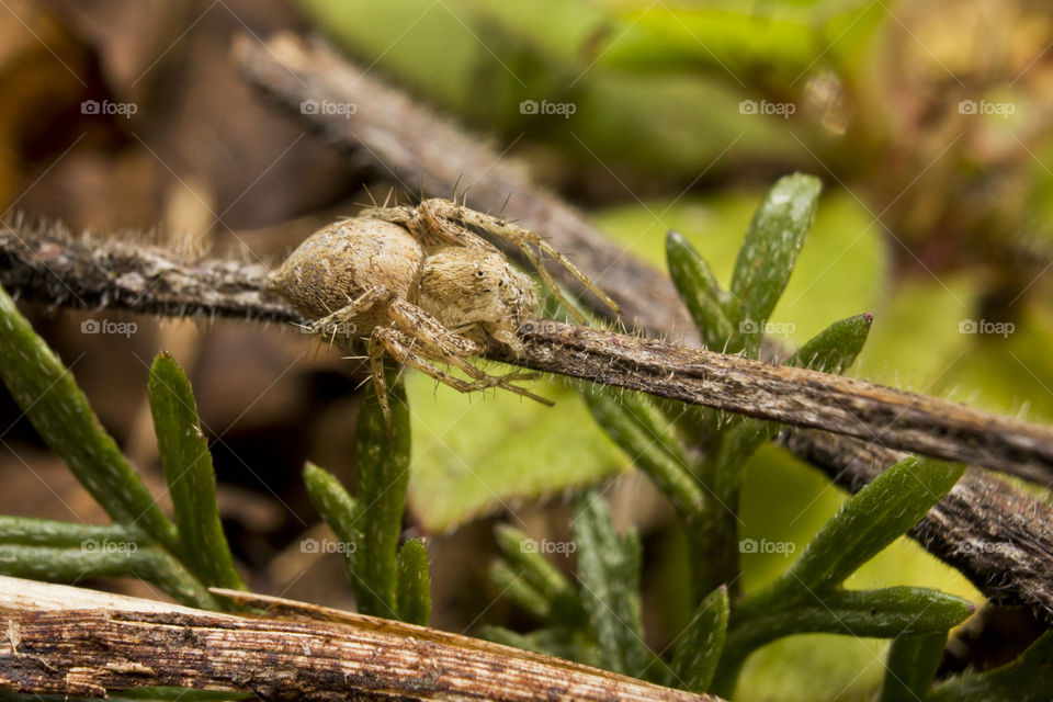 Small spider sitting on a twig of some kind